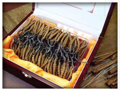 曲麻莱冬虫夏草回收